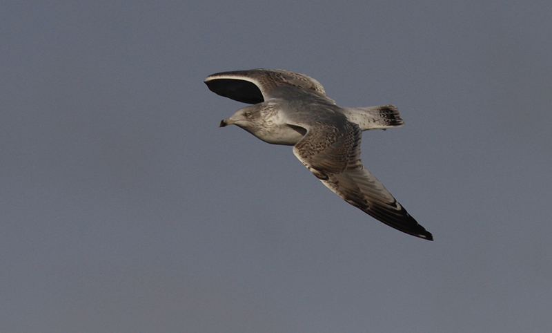 Zilvermeeuw / Herring Gull / Larus a. argentatus