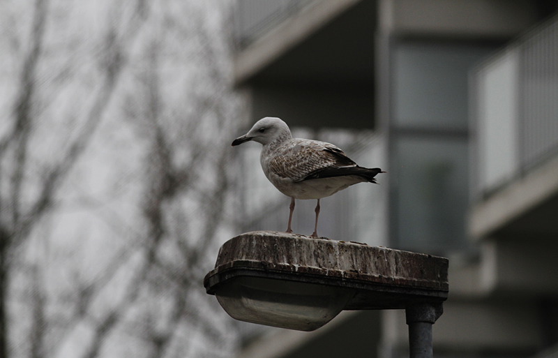 Pontische Meeuw / Caspian Gull / Larus cachinnans