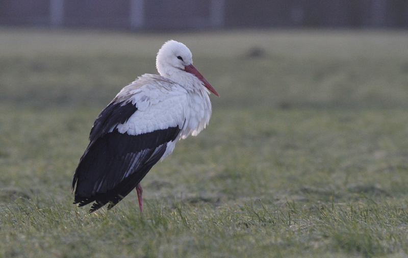 Ooievaar / White Stork / Ciconia ciconia