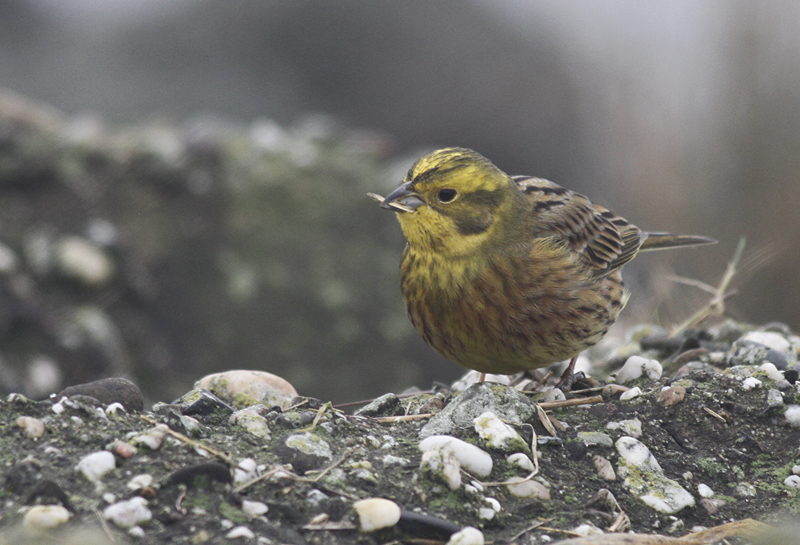 Geelgors / Yellowhammer / Emberiza citrinella