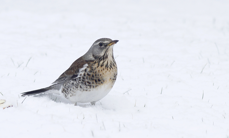 Kramsvogel / Fieldfare / Turdus pilaris