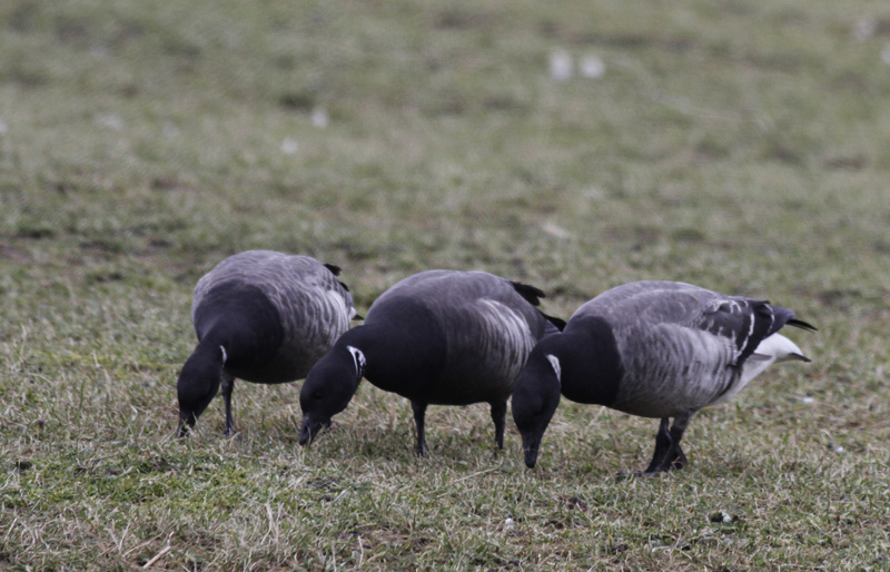 Hybride Rotgans x Witbuikrotgans? / Brant x Pale-bellied Brant? / Branta bernicla x hrota?