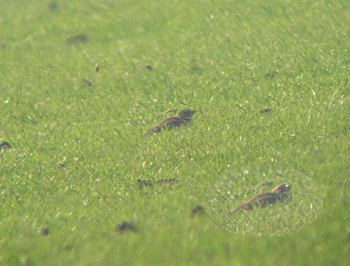 Kalanderleeuwerik / Calandra Lark / Melanocorypha calandra