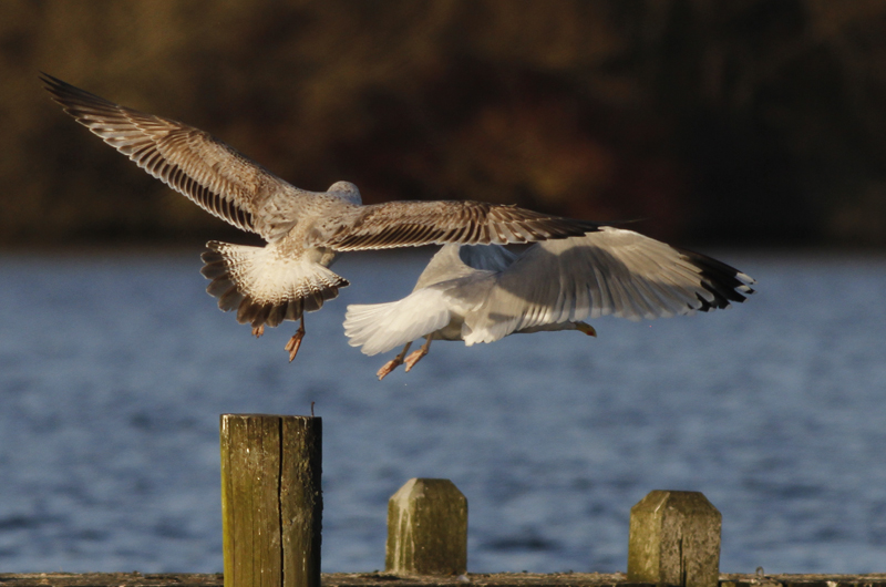 Pontische Meeuw / Caspian Gull / Larus cachinnans