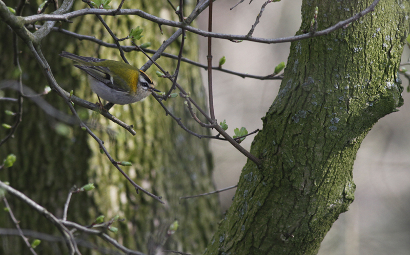 Vuurgoudhaan / Firecrest / Regulus ignicapillus