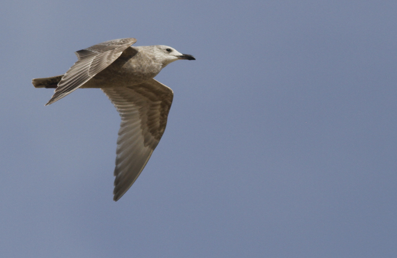 Thayers Meeuw / Thayers Gull / Larus thayeri