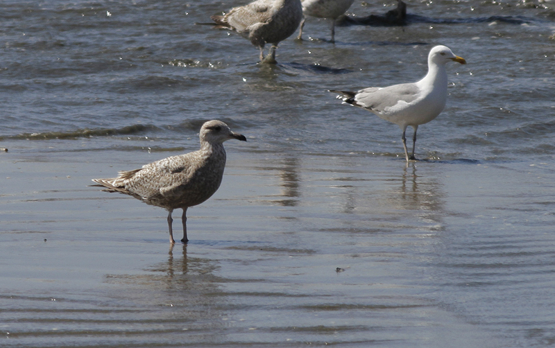 Zilvermeeuw / Herring Gull / Larus a. argentatus