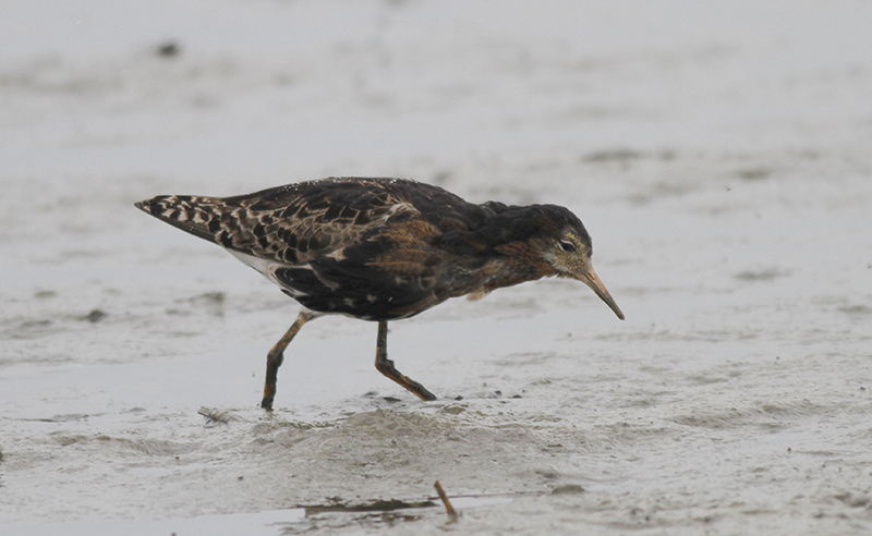 Kemphaan / Ruff / Philomachus pugnax