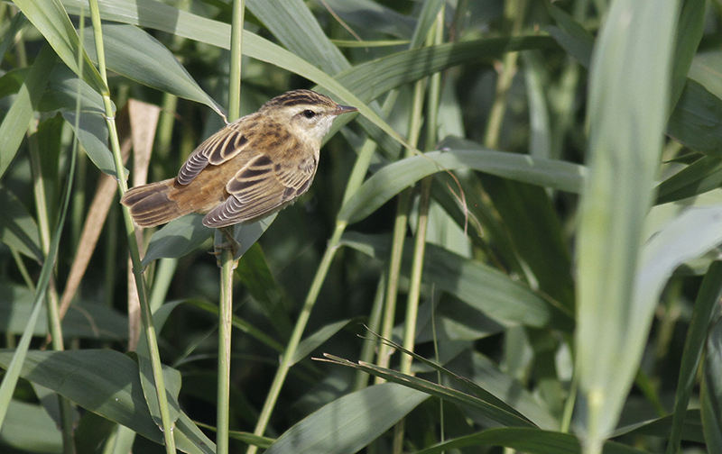 Rietzanger / Sedge Warbler / Acrocephalus schoenobaenus