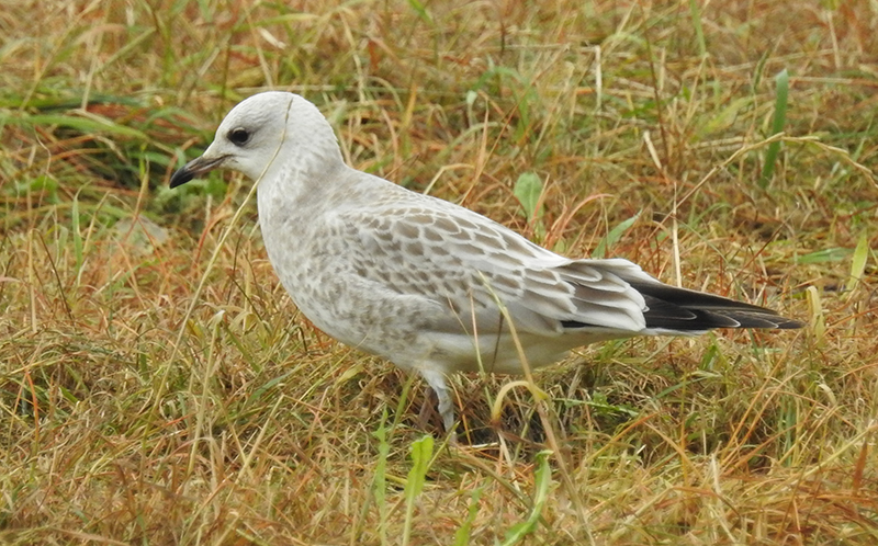 Stormmeeuw / Common Gull / Larus canus