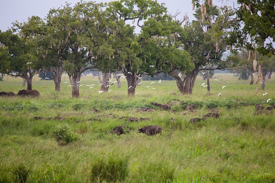 SAFARI016.jpg