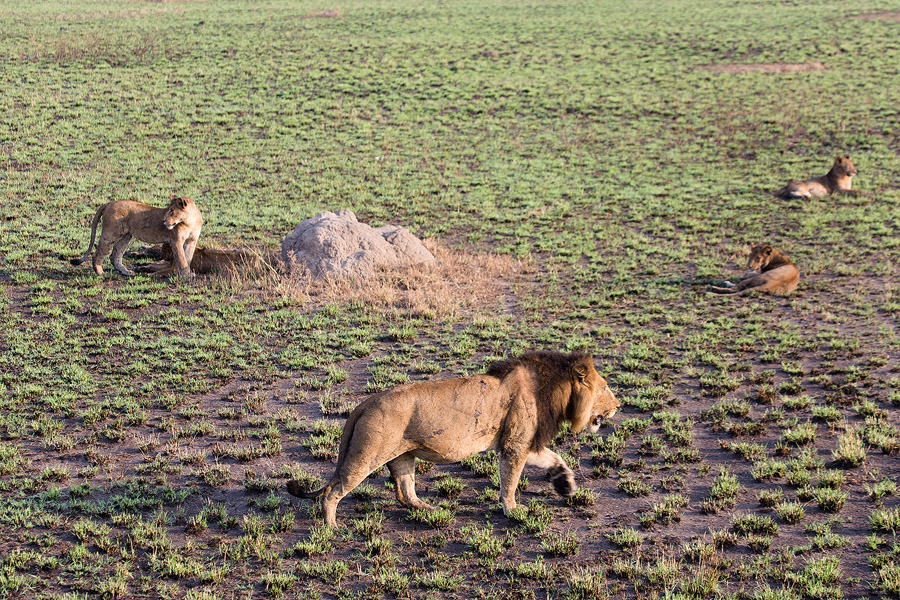 SAFARI293.jpg
