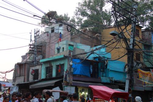 2014078513 Monkeys Chandni Chowk Delhi.JPG