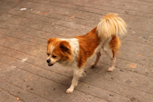 2015081694 Dog in Yichang.jpg