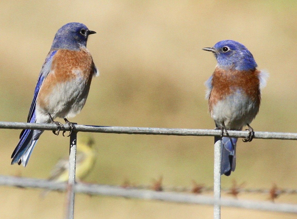 Two Western Bluebirds.jpg