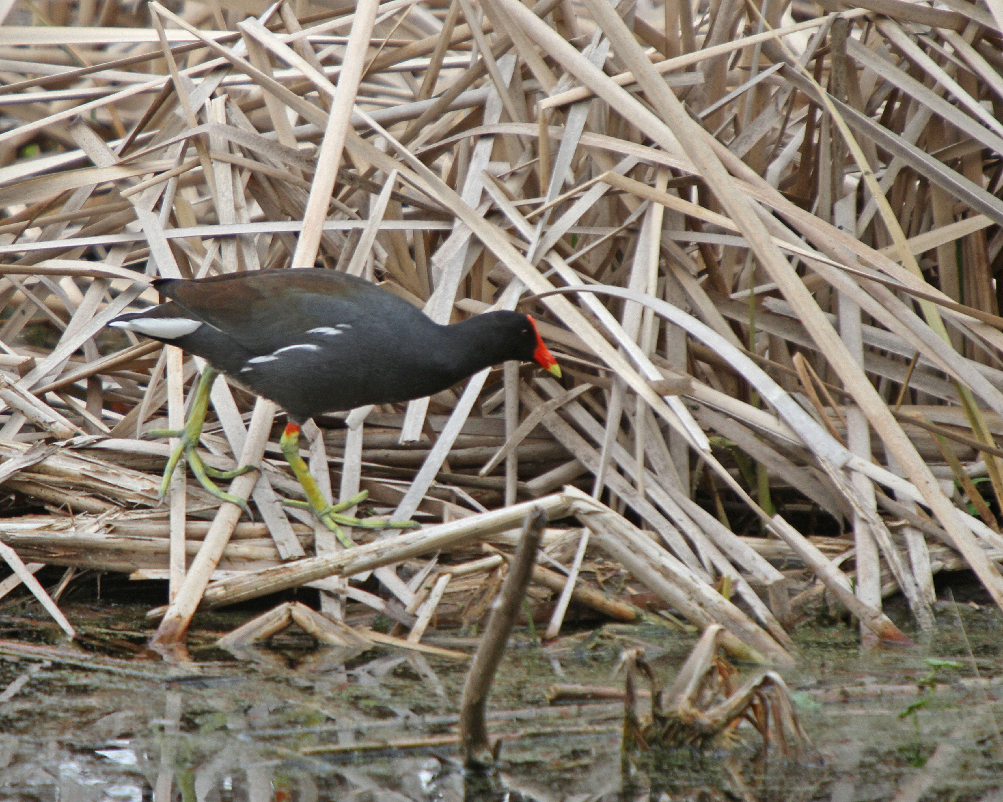 Common Moorhen