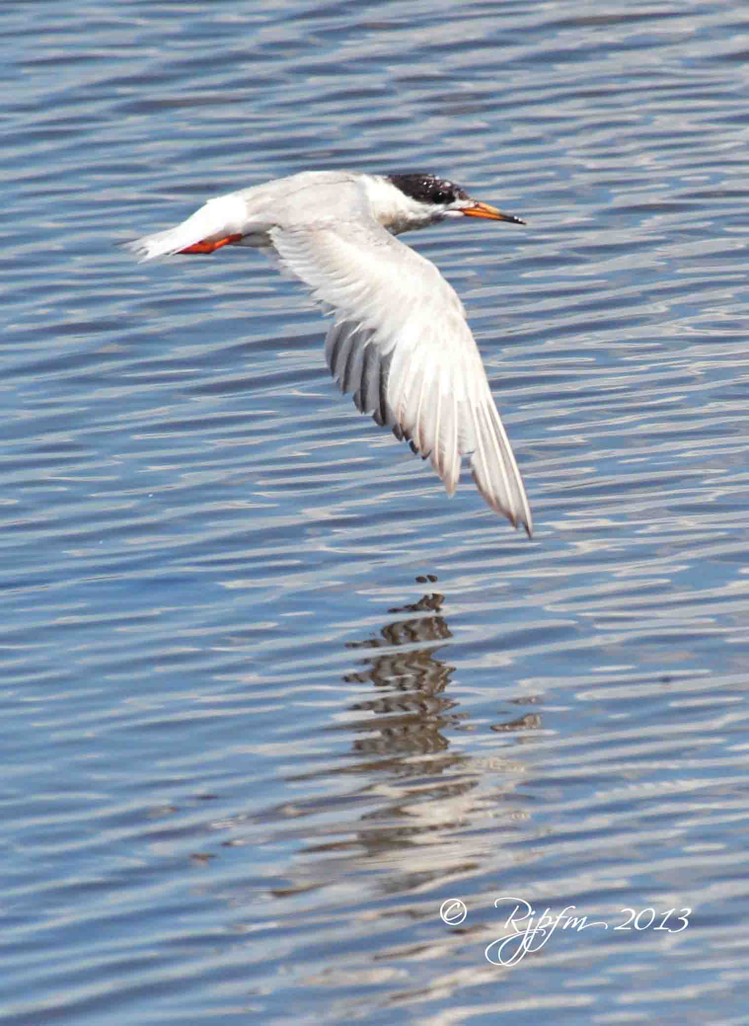 19  Common Tern   Blackwater NWR 08-04-13.jpg