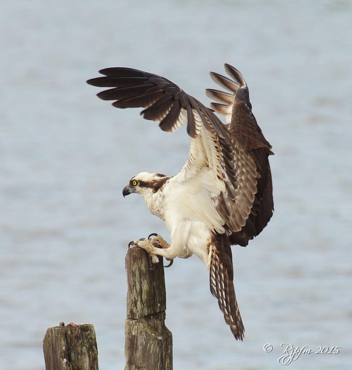 670  Osprey  Leesylvania  VA 04-29-2015.jpg