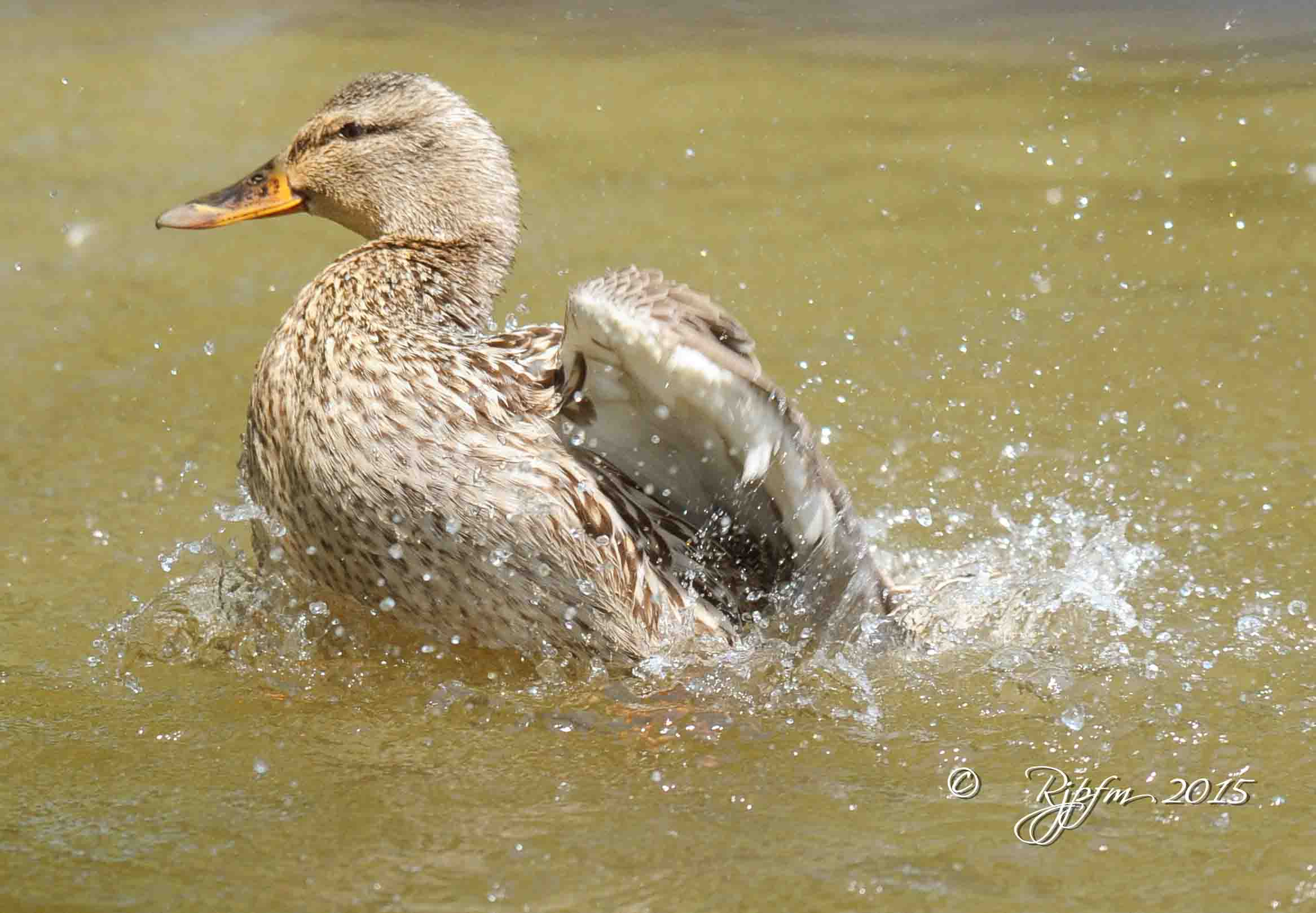 132   Mallard Duck F Dyke Marsh   Va  05-22-2015.jpg