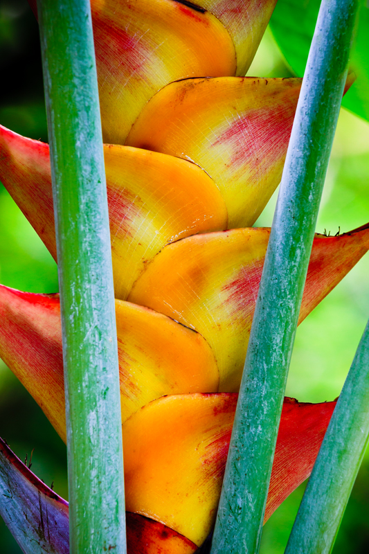 Heliconia 38038