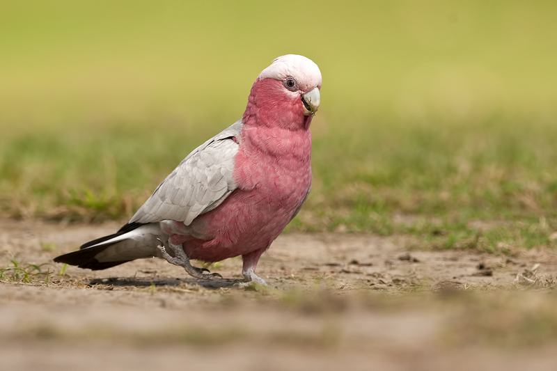 Galah_20130502_2481.jpg