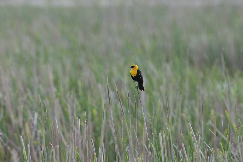 Yellow-headedBlackbird_20130622_3118.jpg