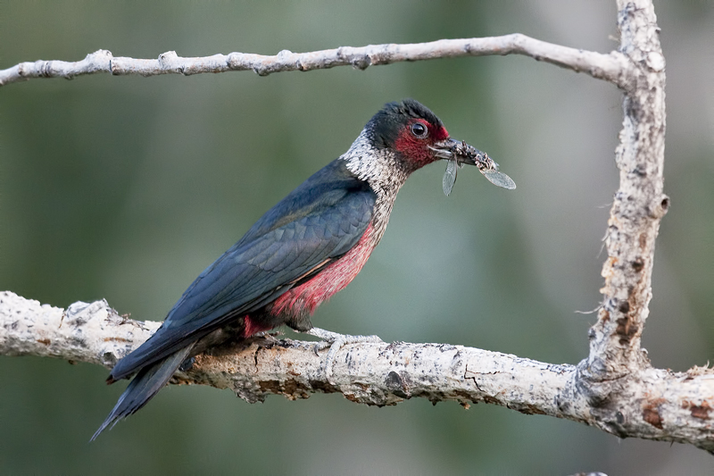 LewissWoodpecker_20130701_4778.jpg