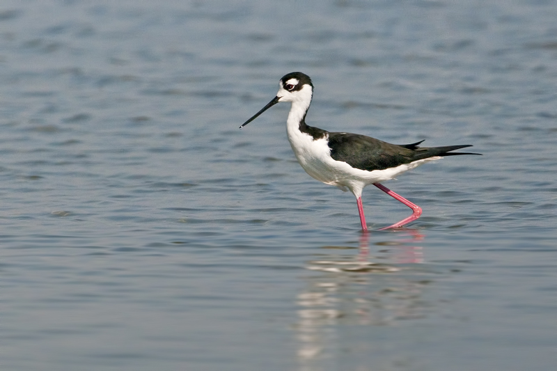 Black-neckedStilt_20130806_5565.jpg