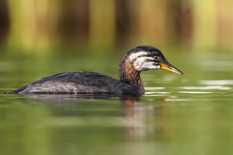 RedneckedGrebe_20130813_5945.jpg