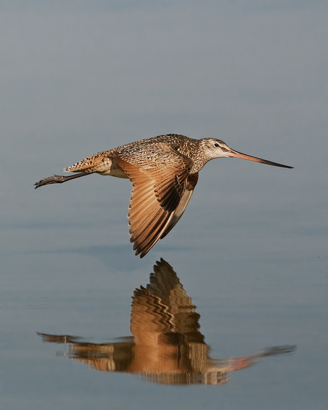 MarbledGodwit_20130806_5376.jpg