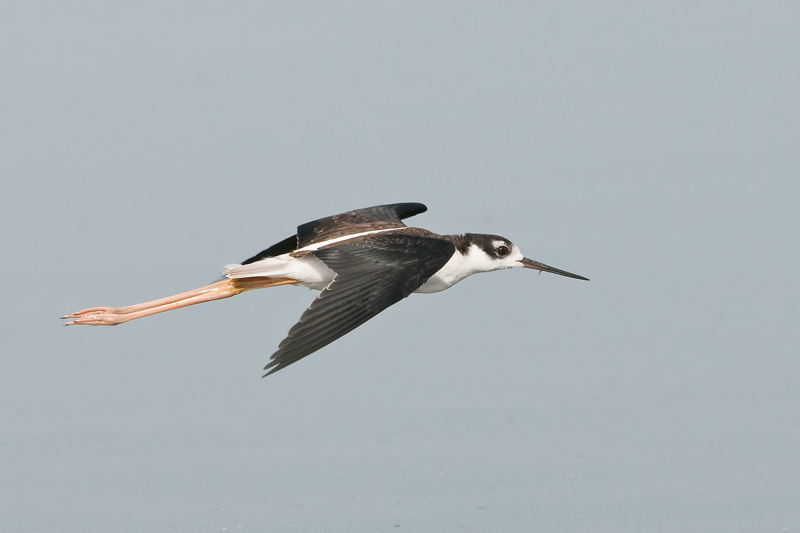 Black-neckedStilt_20130818_6087.jpg