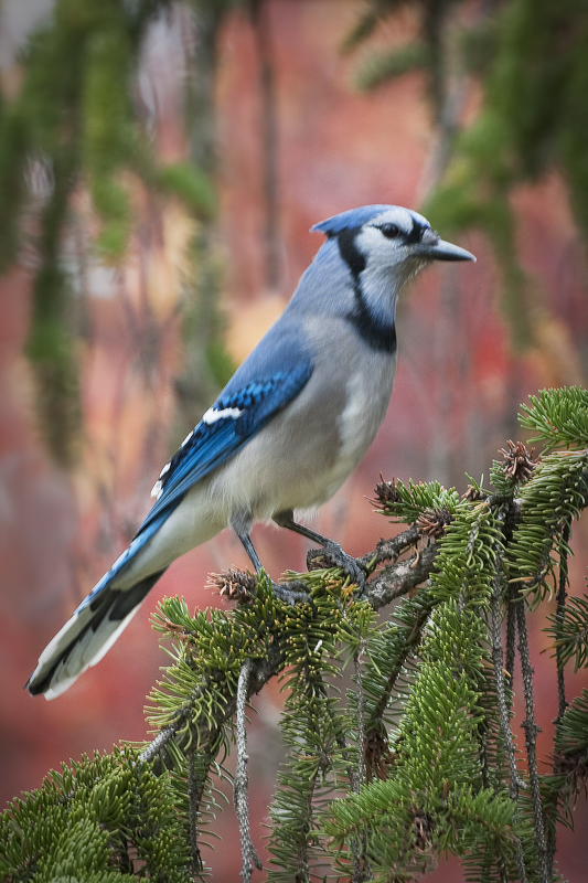 BlueJay-2_20131015_6671.jpg