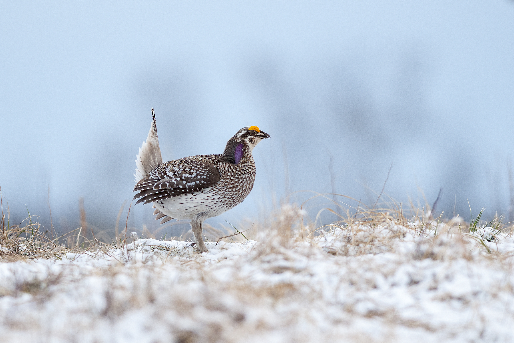 Sharp-tailedGrouse_20140503_2559.jpg