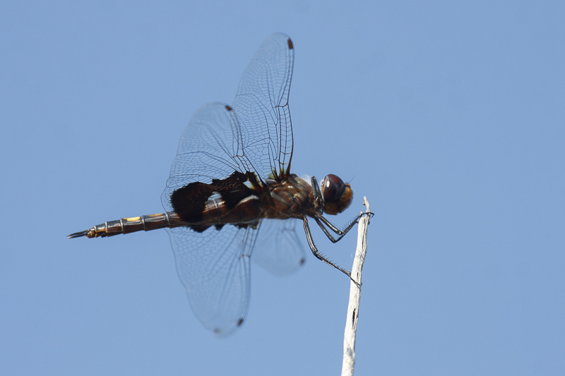 Black Saddlebags _MG_0411.jpg