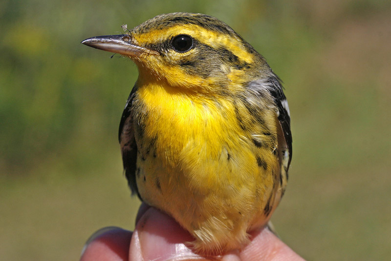 Blackburnian Warbler _MG_2989 mod.jpg