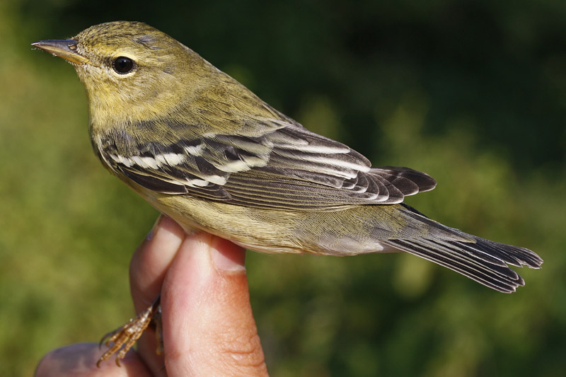 Blackpoll Warbler _MG_3354.jpg