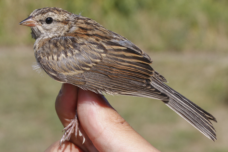 Chipping Sparrow _MG_2068.jpg