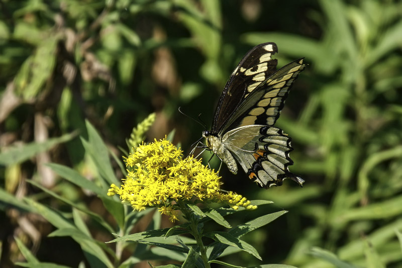 Giant Swallowtail _MG_5902.jpg