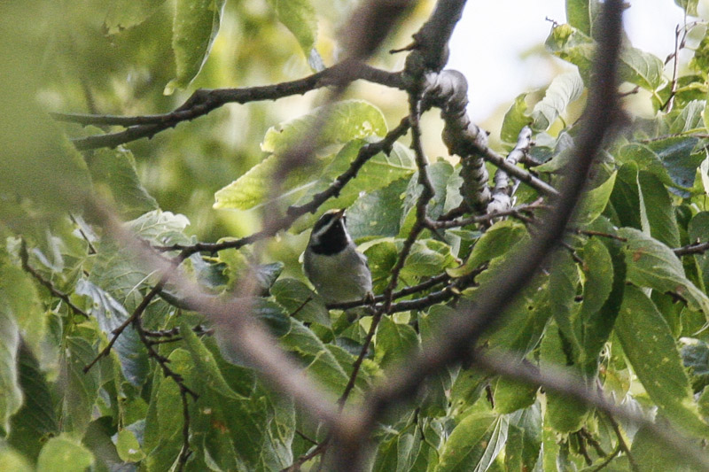 Golden-winged Warbler _MG_3636.jpg