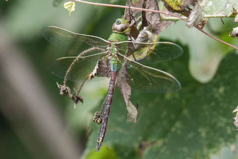 Green Darner _MG_6142.jpg