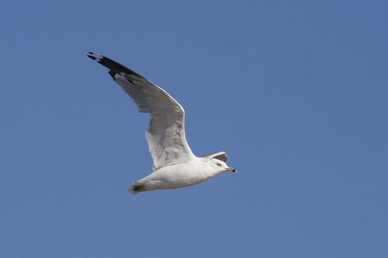Gulls _MG_0003.jpg