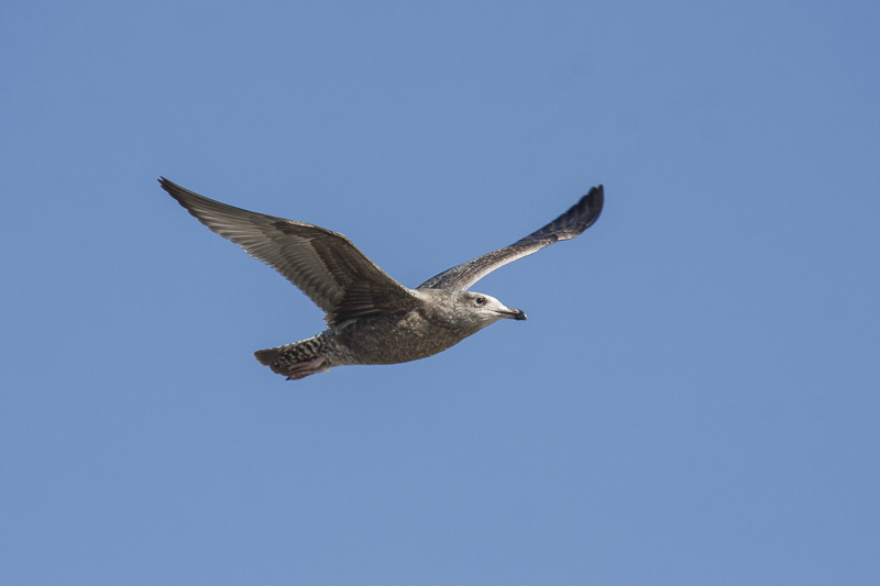 Gulls _MG_9977.jpg