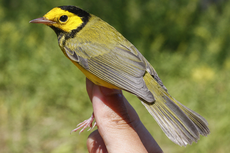 Hooded Warbler _MG_2699.jpg