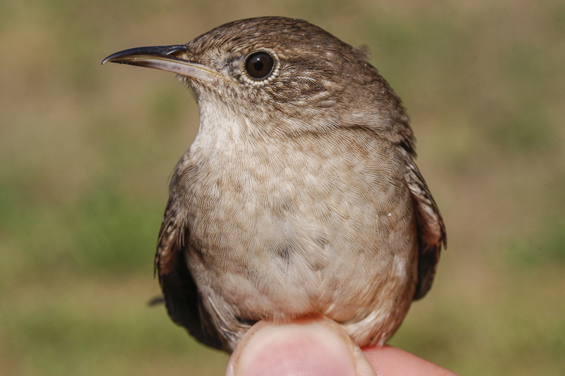 House Wren _MG_3310.jpg