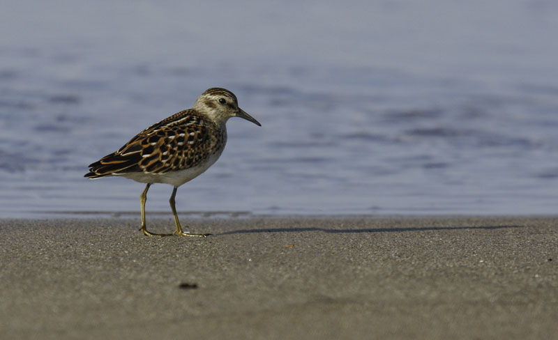 Least Sandpiper mod _MG_2607.jpg