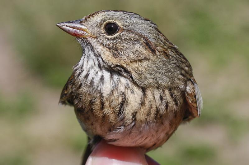 Lincolns Sparrow _MG_5453.jpg