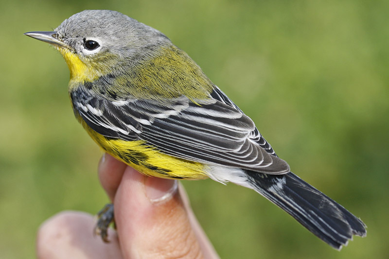 Magnolia Warbler _MG_3725.jpg