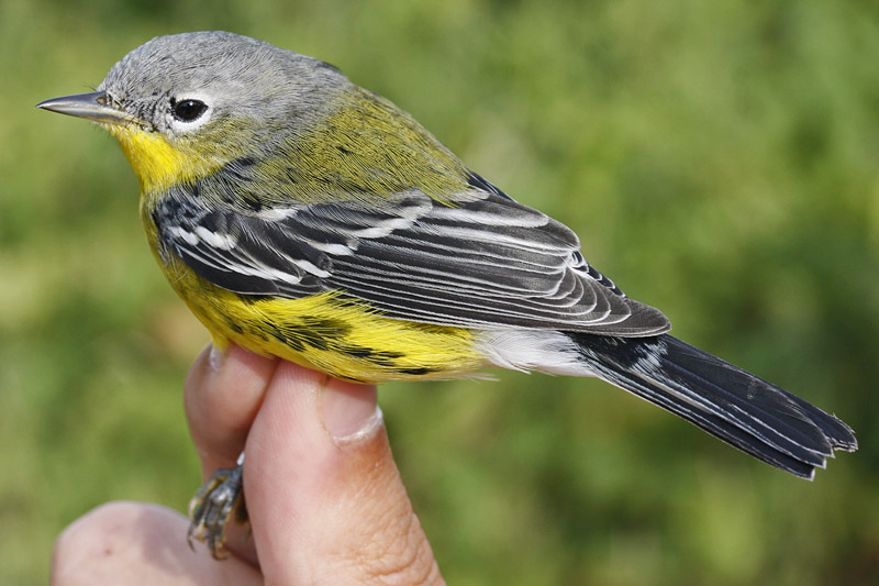 Magnolia warbler _MG_3729.jpg