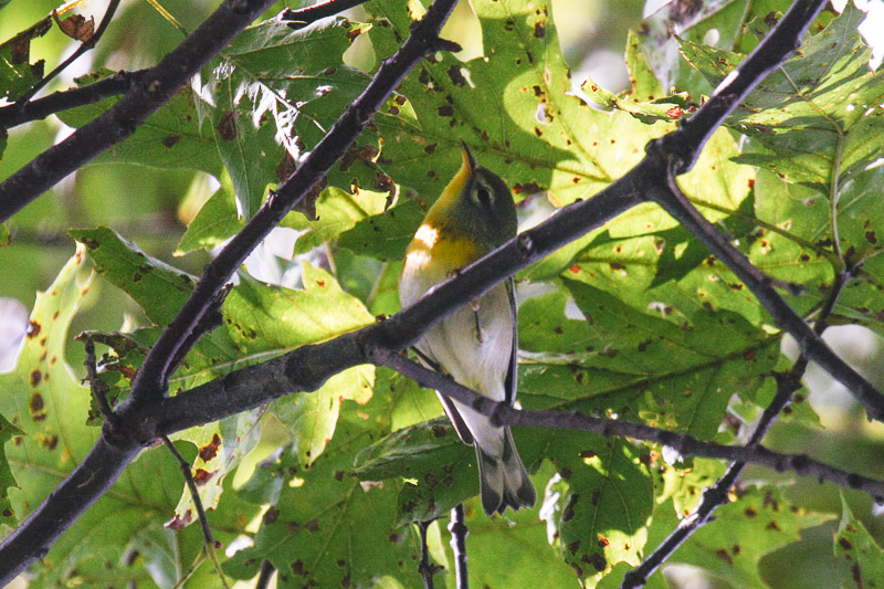Northern Parula _MG_5626.jpg