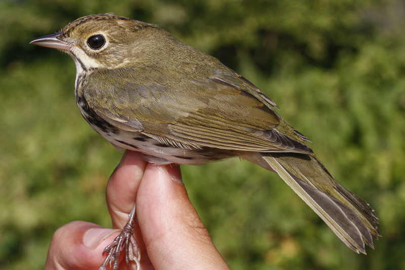 Ovenbird _MG_4037.jpg